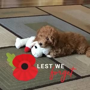 Meet your Posher, Penny